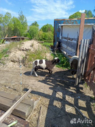 Овцы 50 % дорпер