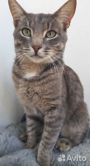 Спасите левку