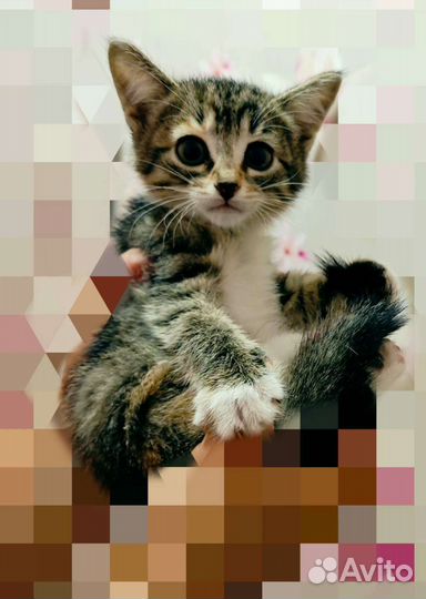 Котята в дар по договору