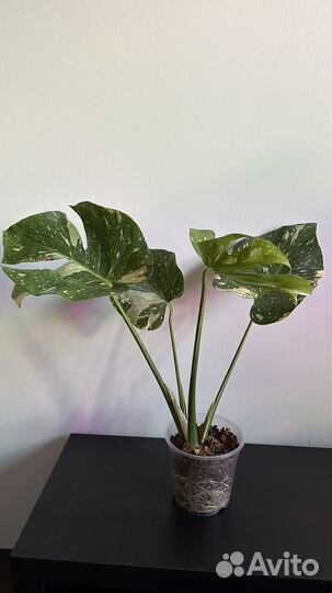 Монстера тайское созвездие крупная