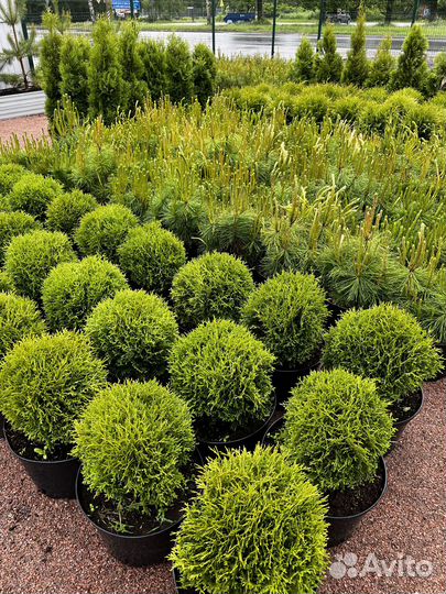 Туя голден глобе