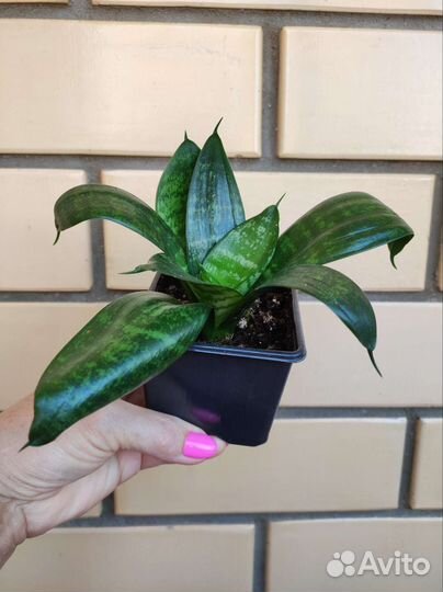 Сансевиерия Хана