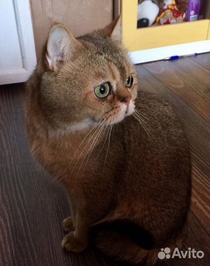 Британский кот вязка