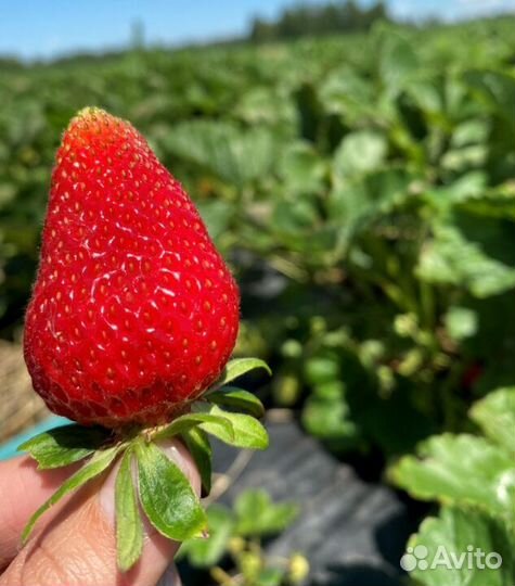 Саженцы клубники (опт и розница)