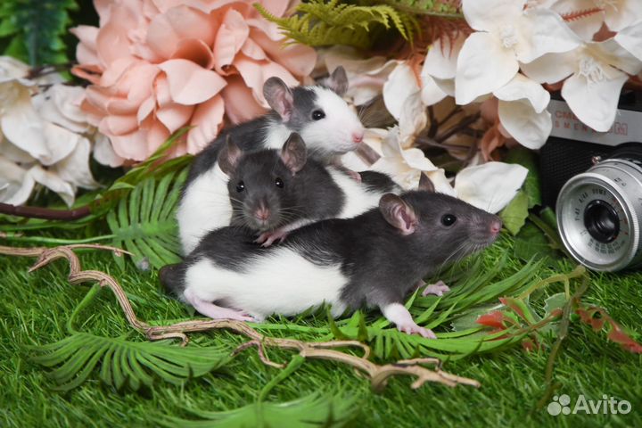 Крысята.крысята дамбо