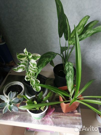 Комнатные цветы