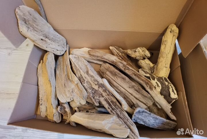 Топляк черноморский