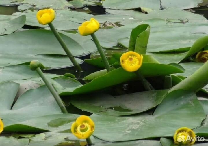 Растения для пруда