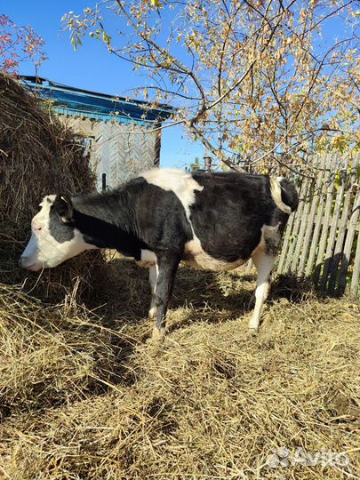 Продам телочек