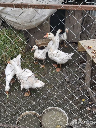 Гусыня с гусятами