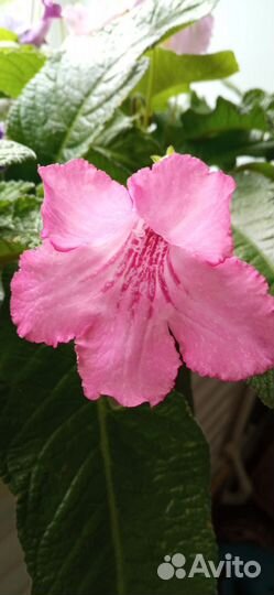 Стрептокарпус