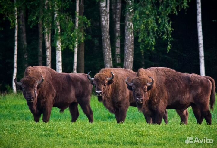 Тур в Беларусь: Минск- Хатынь- Брест, 3 дня