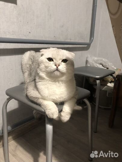 Шотландский кот вязка