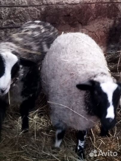 Бараны, ярки