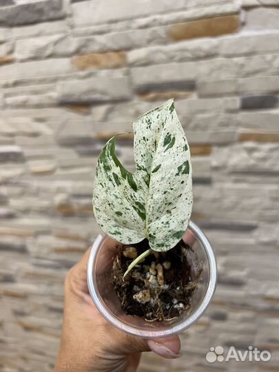 Сциндапсусы, эпипремнумы, алоказии