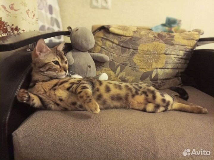 Бенгальские котята