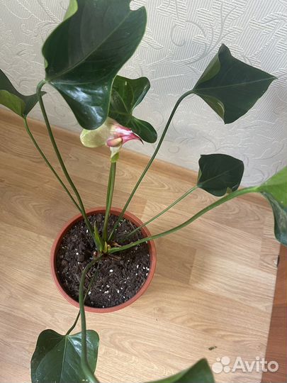 Антуриум Адиос Ред,Фреш Лове,Ягуар Греен