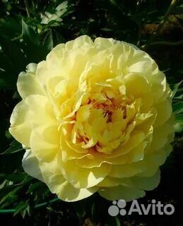 Пионы Бартзелла