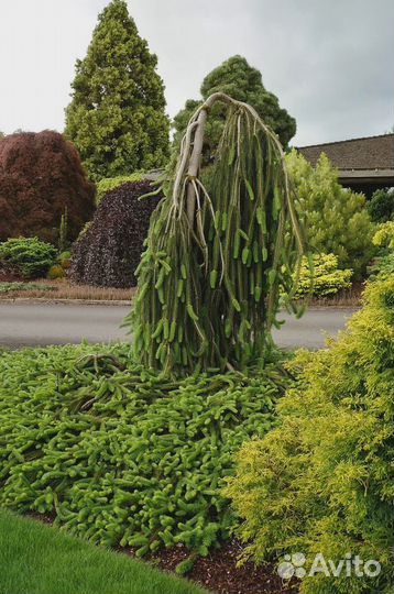 Picea abies Cobra 70-80см