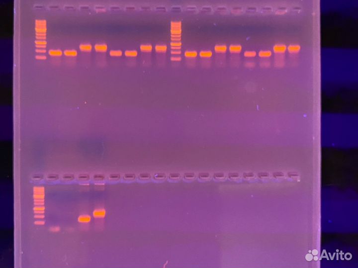 Репетитор по химии, биологии, биотехнологии