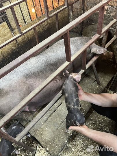 Поросята породы Пьетрен бельгийский