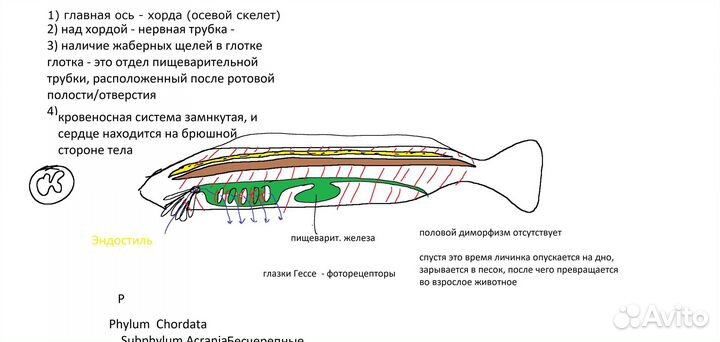 Лучший репетитор по химии и биологии,экзамены