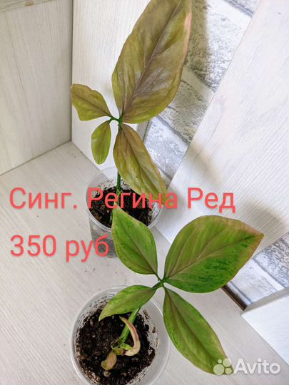 Редкие сингониумы