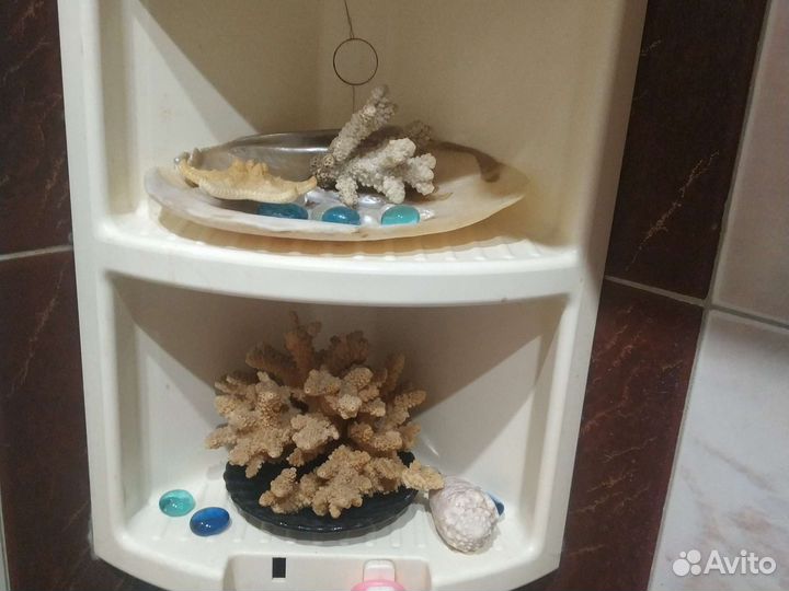 Морские кораллы и раковины для интерьера