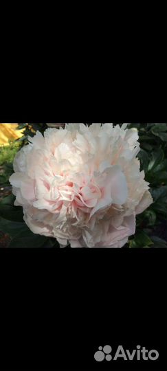 Пион Светлана Седова