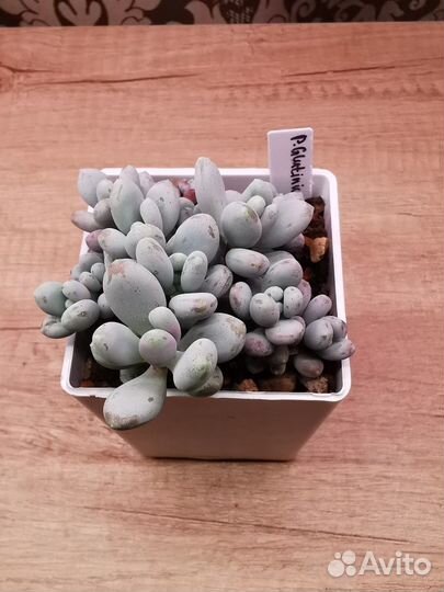 Суккуленты 2