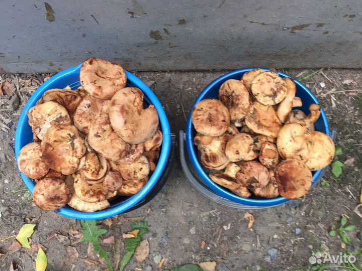 Грибы коровники свежие