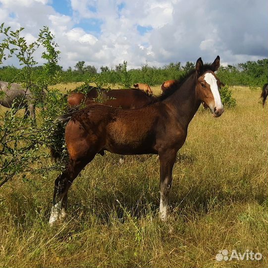 Продажа лошадей