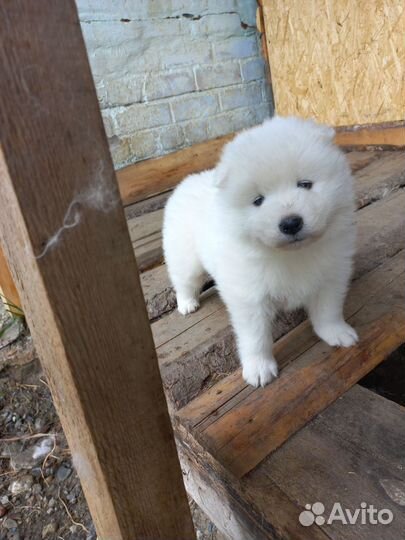 Самоедская лайка