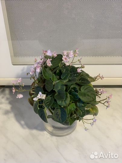 Фиалки трейлеры