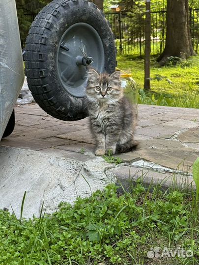 Кошечка в добрые руки