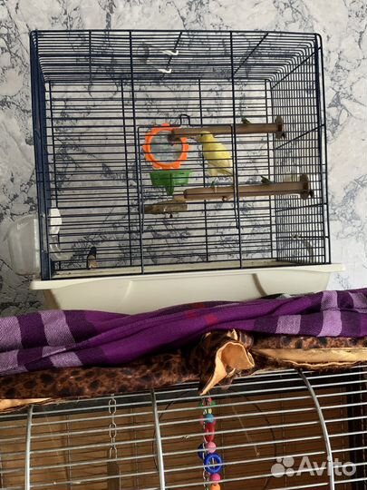 Кенар певчий с клеткой