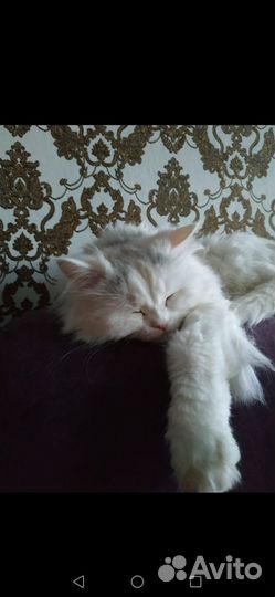 Персидская кошка