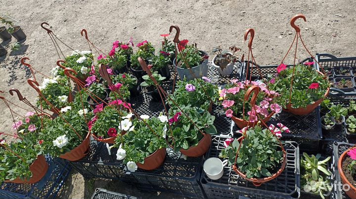 Петуния ампельная