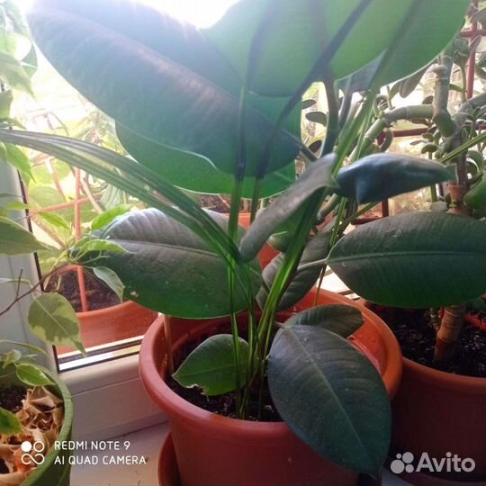 Фикус с финиками