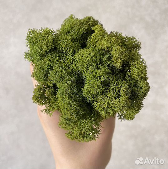 Футболка мох профармия. Softshell куртка atacs fg. Боевая рубаха штурм мох stich profi. Футболка с длинным рукавом мох. Куртка softshell мох барс.