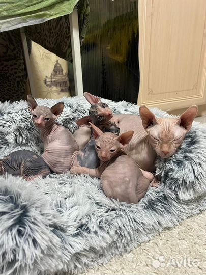 Канадский сфинкс котята