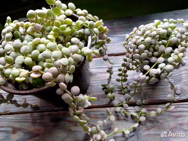 Дисхидии нуммалярии и Иоланта