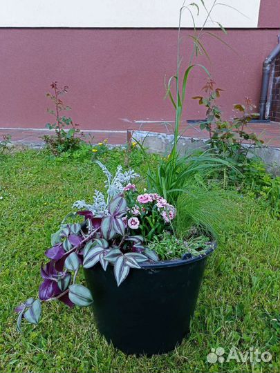 Озеленение террас, балконов