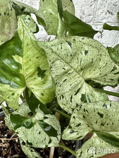 Сингониумы сортовые крупные