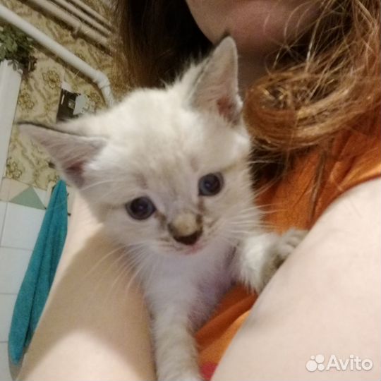 Отдам в добрые руки