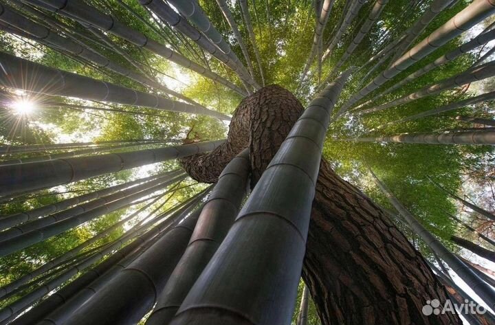 Бамбук морозостойкий вечно зеленый