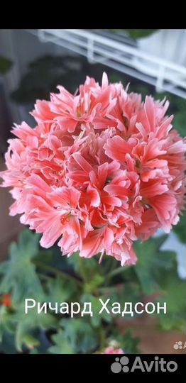 Пеларгонии (2)