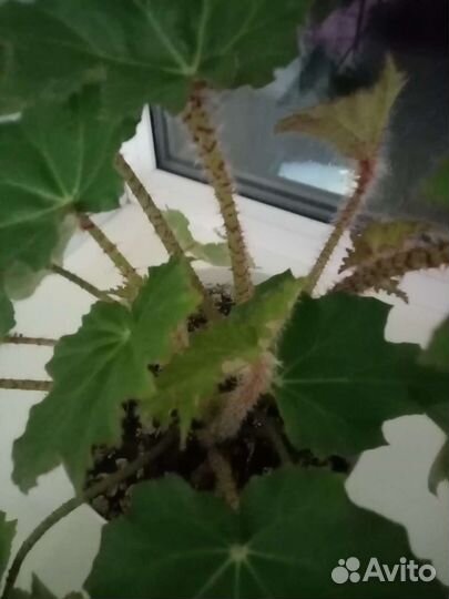 Бегония вечноцветущая махровая