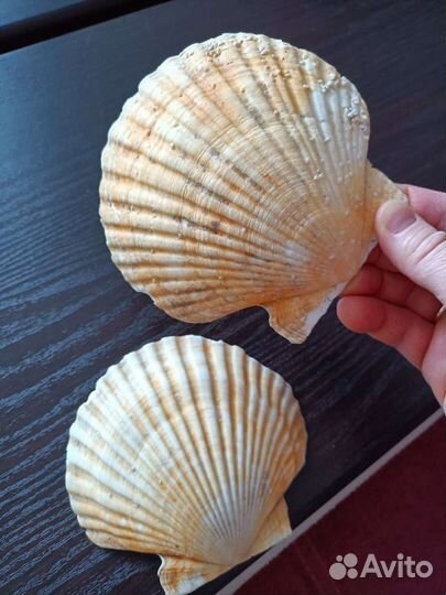 Фильтр, грунт, ракушки, коралл, компрессор