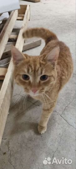 Котики бесплатно в добрые руки